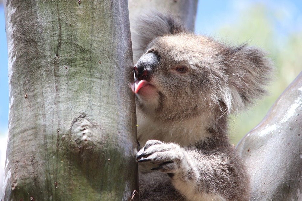 Comment les koalas s’hydratent-ils ?