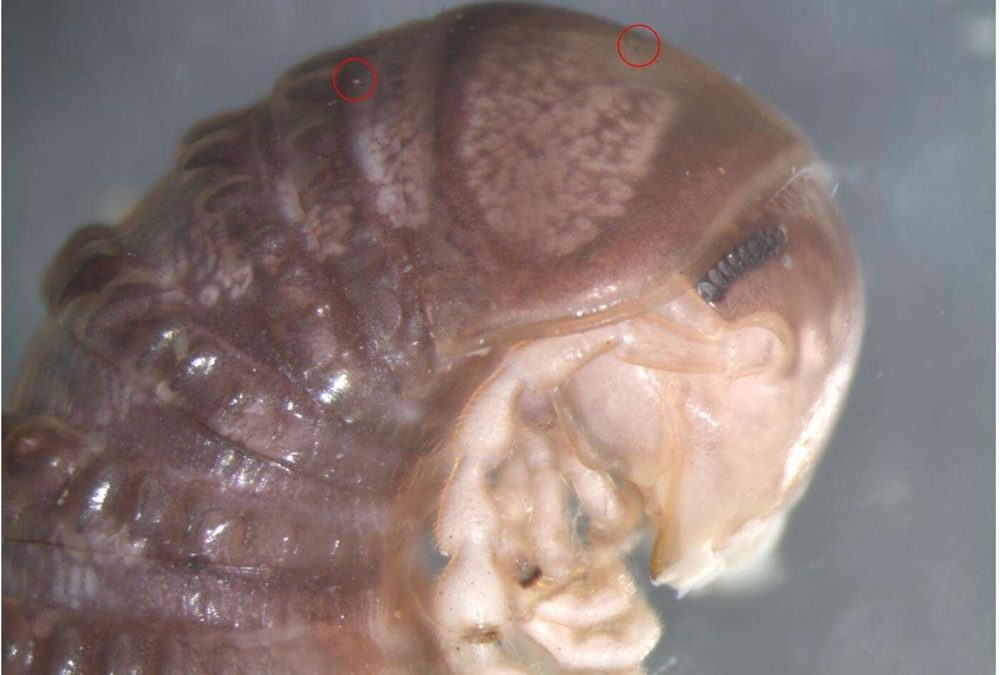Découverte sur Twitter d’un champignon qui parasite des milles-pattes