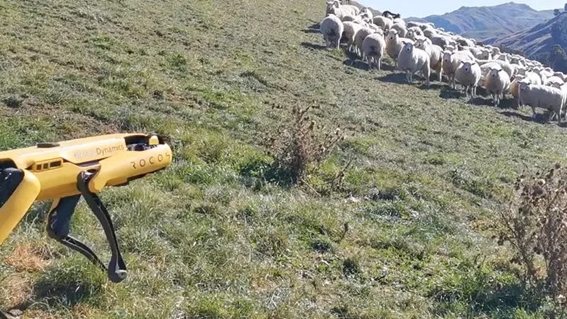 Le robot Spot reconverti en chien de berger, ouvrier agricole…