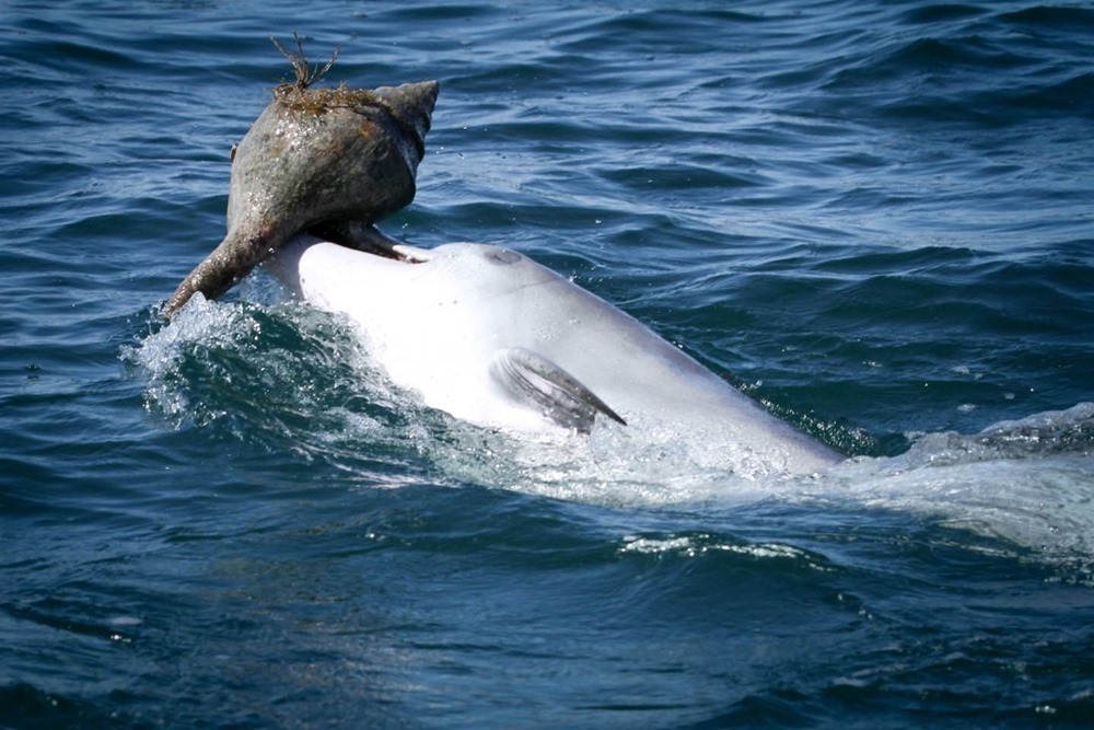 Les dauphins apprennent également de nouvelles techniques de chasse par l’intermédiaire de leurs amis