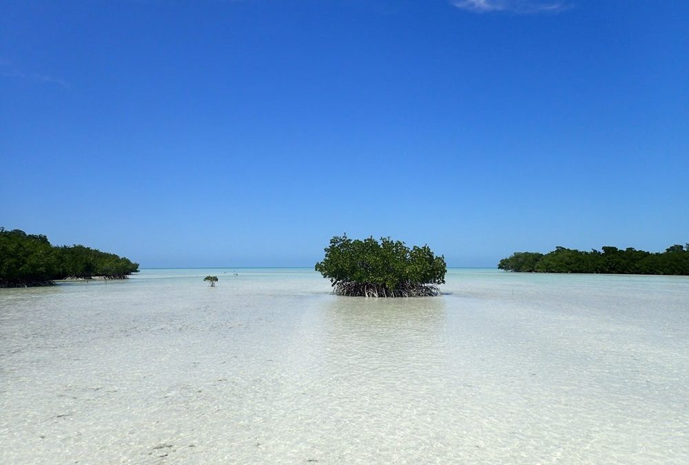 L’élévation du niveau de la mer pourrait noyer les forêts de mangroves d’ici 2050