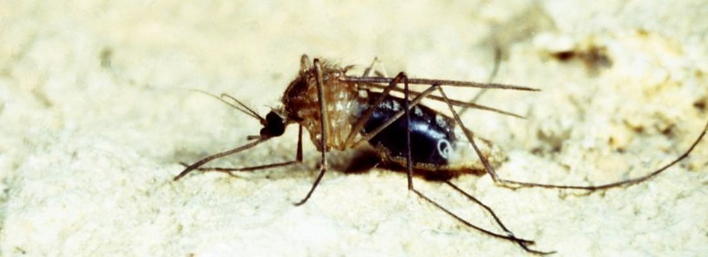Un lâcher réussi de moustique stérile