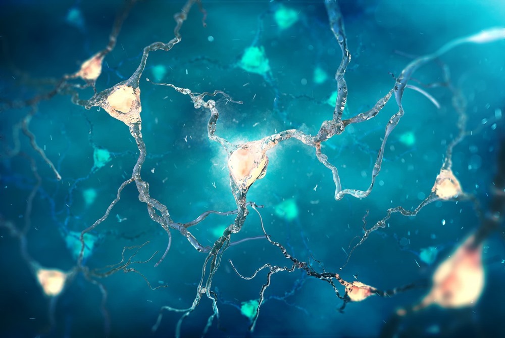 La toute première vidéo d’un cerveau qui élimine des neurones morts