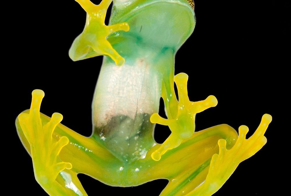 Pourquoi les grenouilles vertes sont-elles vertes jusqu’aux os ?