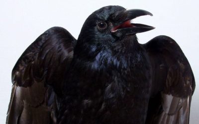 Des scientifiques affirment avoir prouvé que les corbeaux ont conscience de leur savoir…