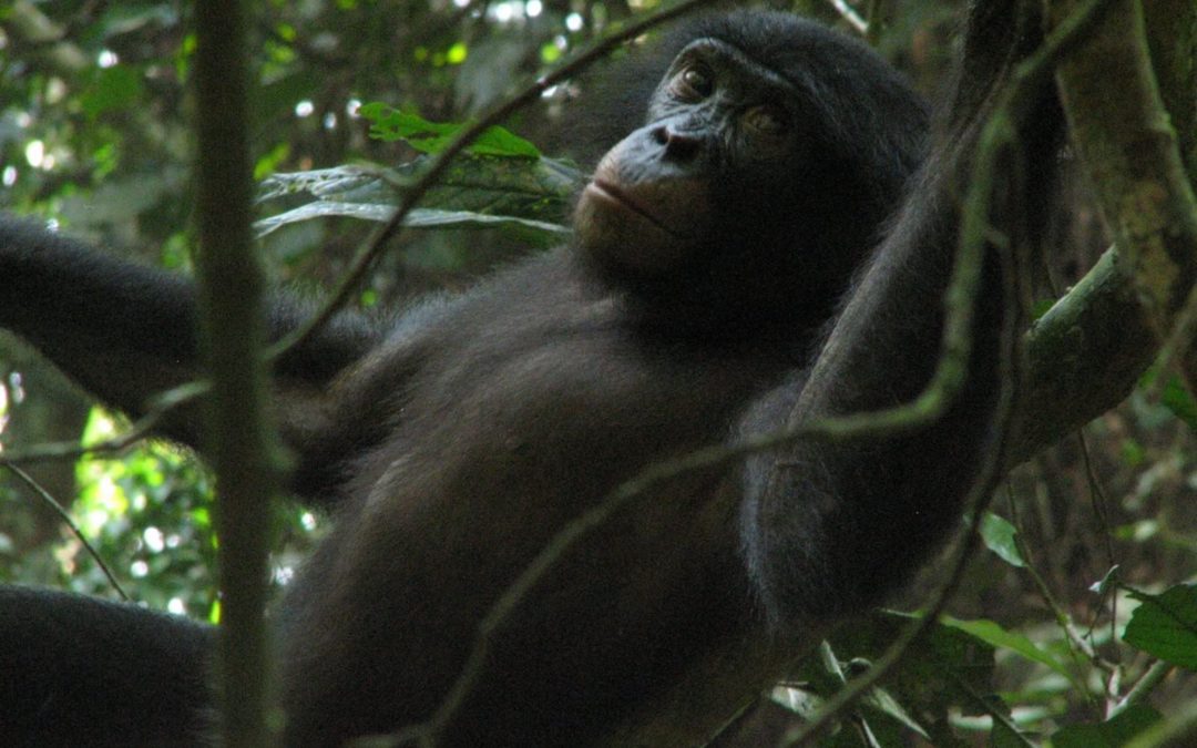 Découverte d’une nouvelle espèce de truffes par des bonobos