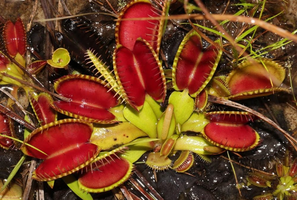 Sans cerveau ni système nerveux, la plante carnivore Dionée attrape-mouche utilise sa mémoire pour savoir quand elle doit fermer sa bouche