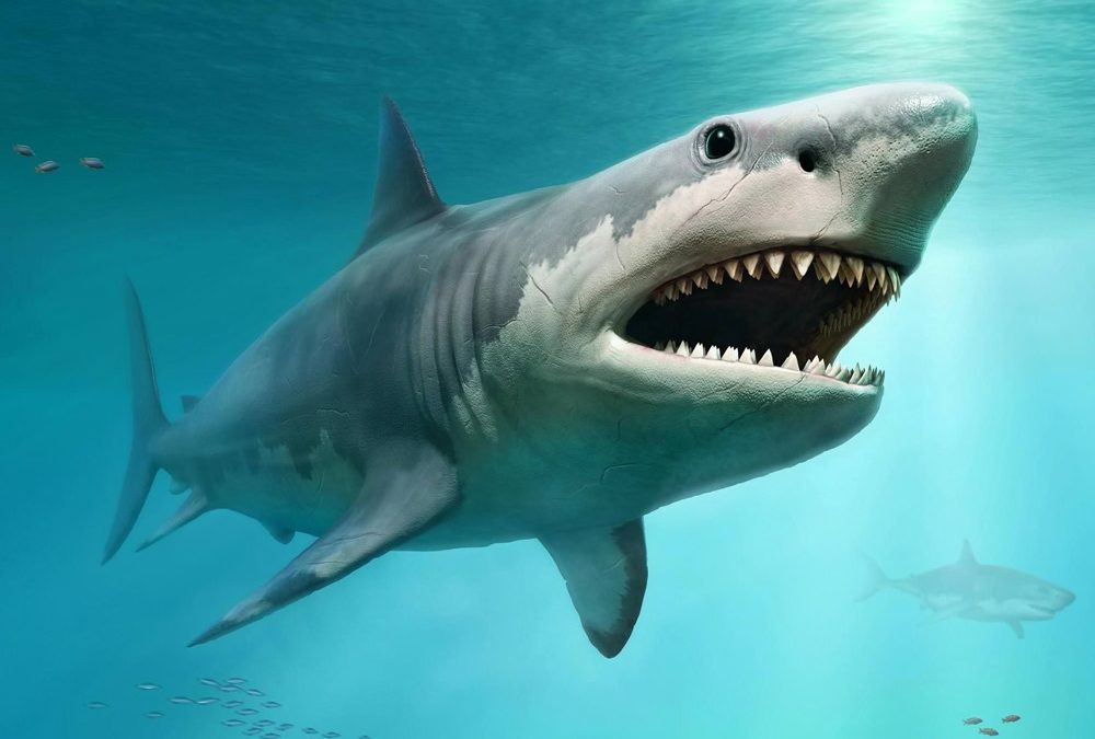 L’énorme taille du mégalodon était vraiment sans précédent parmi tous les requins
