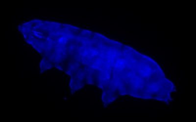 Découverte d’un tardigrade qui s’illumine en bleu afin de bloquer des radiations autrement mortelles