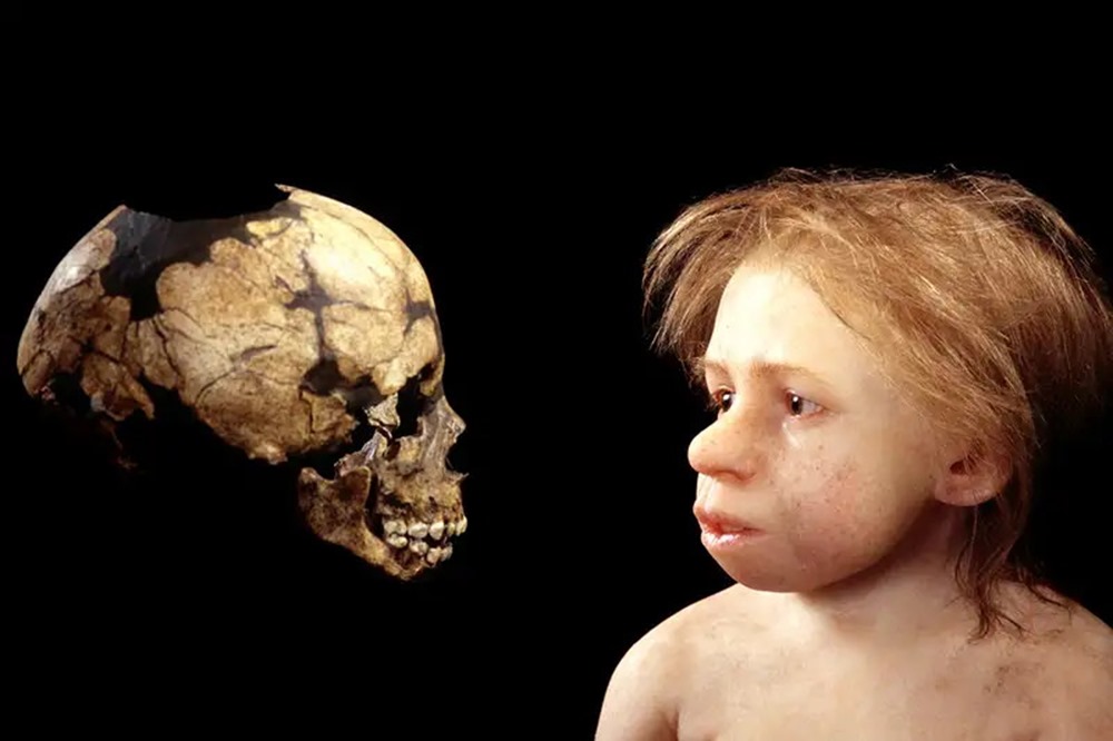 Les dents de lait de jeunes Néandertaliens montrent qu’ils étaient élevés et sevrés de la même façon que l’humain