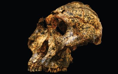 Les plus anciennes données génétiques d’un étrange ancêtre de l’humain proviennent de fossiles vieux de plus de 2 millions d’années