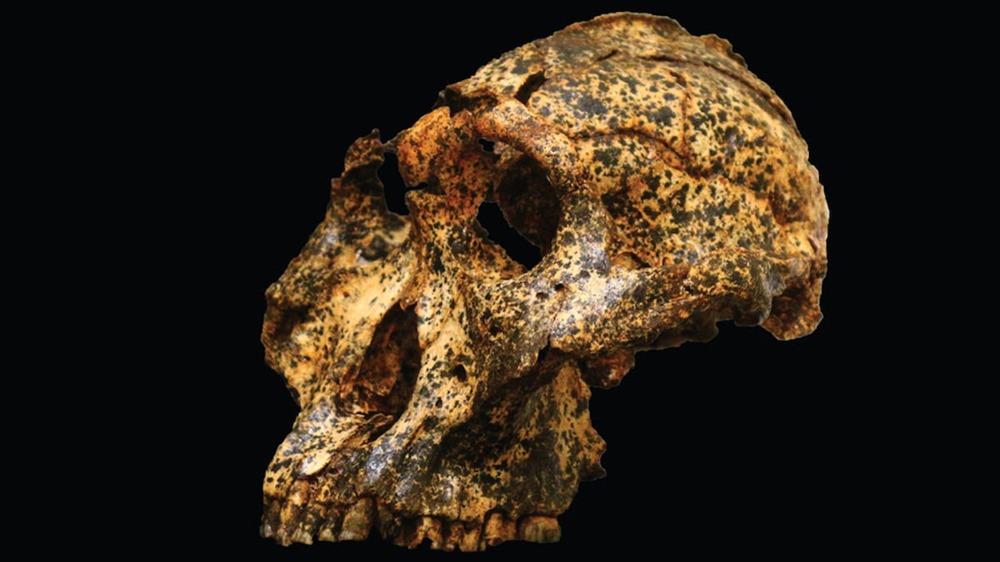 Un crâne qui révèle l’évolution réussie d’un cousin éteint de l’humain