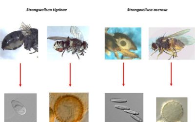 Deux nouvelles espèces de champignons qui transforment des mouches en zombis