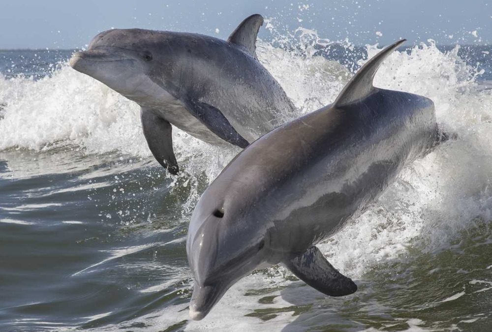 Le changement climatique est à l’origine d’une maladie de peau mortelle chez les dauphins