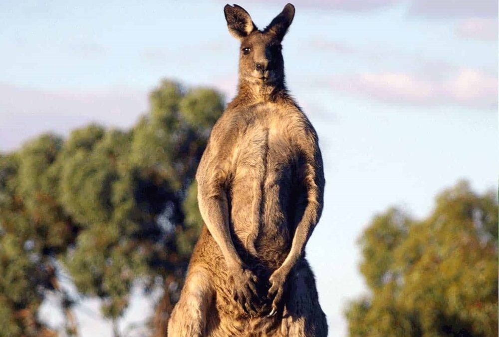 Lorsqu’ils en ont besoin et sans être domestiqués, les kangourous essayent de communiquer avec les humains