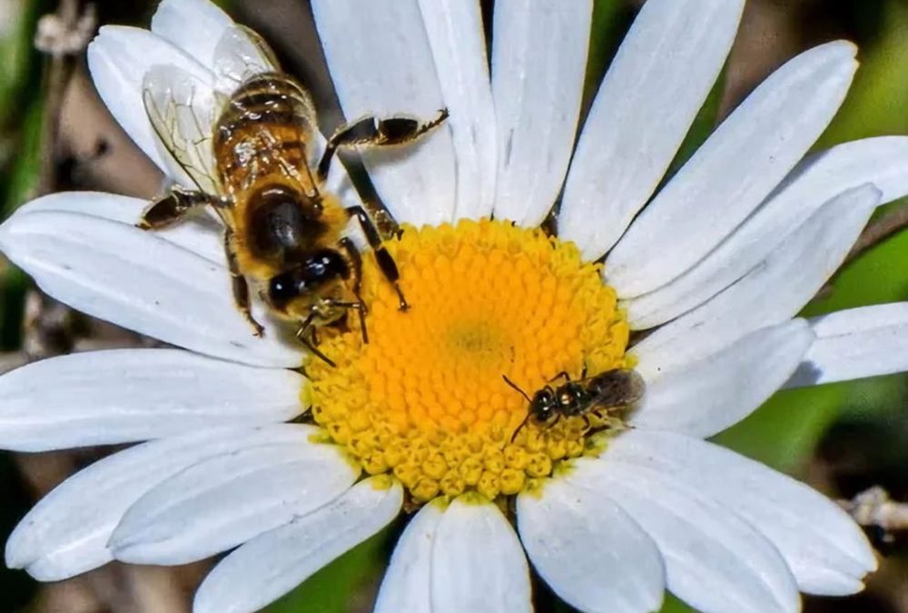 Environ 25 % de toutes les espèces d’abeilles sont devenues "invisibles" depuis 1990