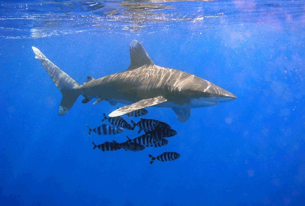 Les populations de requins et de raies ont chuté de 71% en un demi-siècle