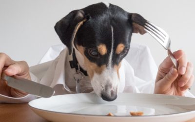 La nourriture humaine serait plus facile à assimiler pour les chiens, mais beaucoup moins par l’environnement