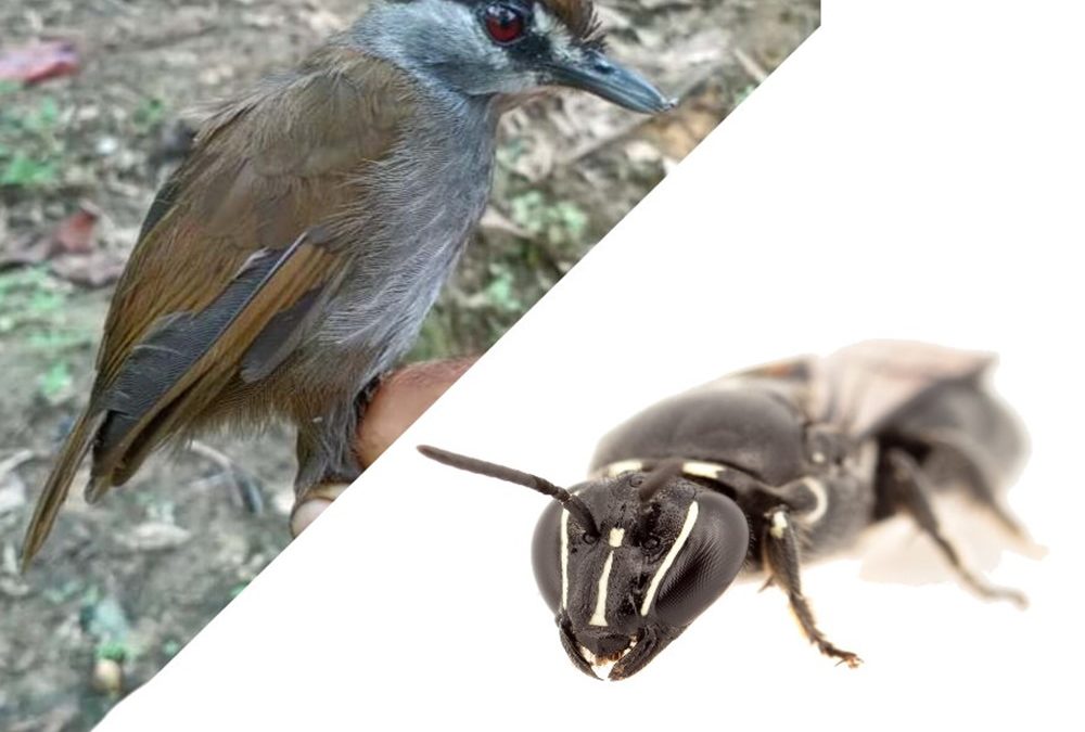 Pour combien de temps ? réapparition à Bornéo d’un oiseau que l’on croyait disparu depuis 170 ans et d’une abeille australienne cachée depuis un siècle