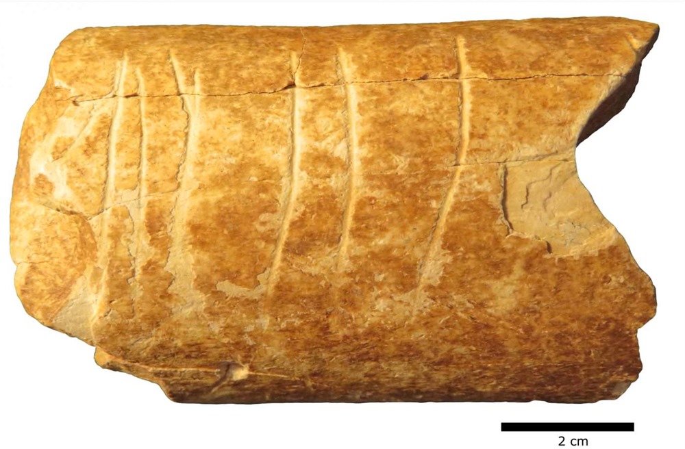 Les gravures sur cet os de 120 000 ans pourraient être les plus anciens symboles existants au monde