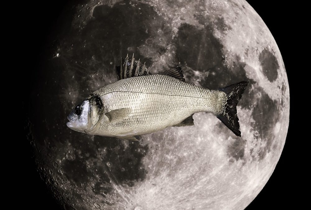 Pisciculture lunaire : test de décollage pour des poissons qui pourraient être élevés sur la Lune