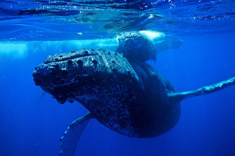 L’ADN des baleines et des dauphins révèle pourquoi ces animaux résistent au cancer