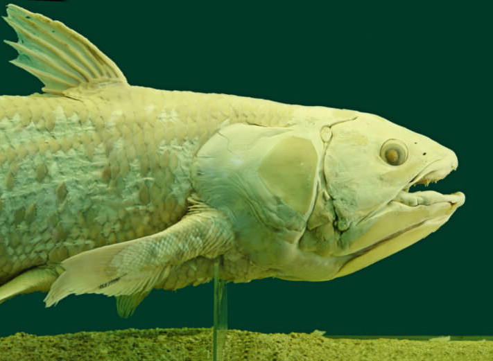 Alors qu’on le prenait pour un “fossile vivant”, ce poisson a récupéré 62 nouveaux gènes