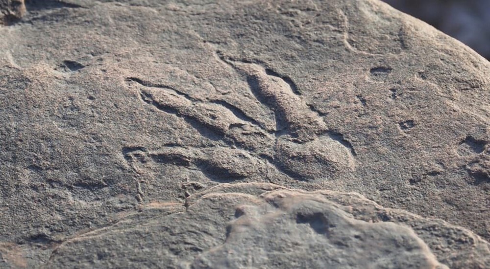 Une petite fille de 4 ans trouve une belle empreinte de dinosaure de 220 millions d’années sur une plage du Pays de Galles