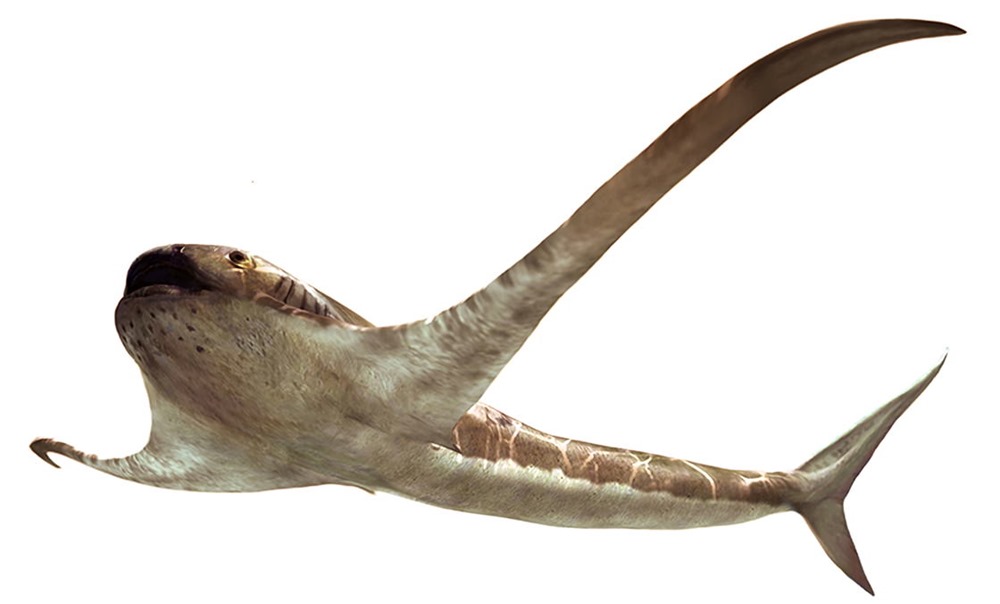 Le préhistorique "requin-aigle" présentait les caractéristiques des requins et des raies