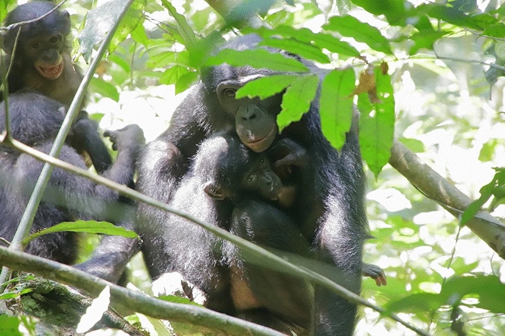 Deux bonobos femelles sauvages ont adopté des petits d’un groupe social différent