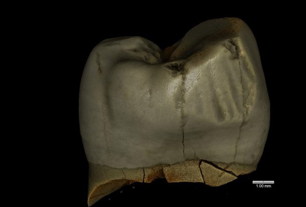 Les néanderthaliens utilisaient des cure-dents