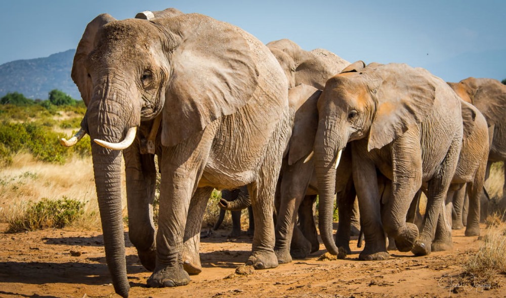 Extinction : les éléphants d’Afrique en très mauvaise posture