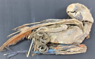 Des momies de perroquets témoignent d’un ancien commerce dans le désert d’Atacama