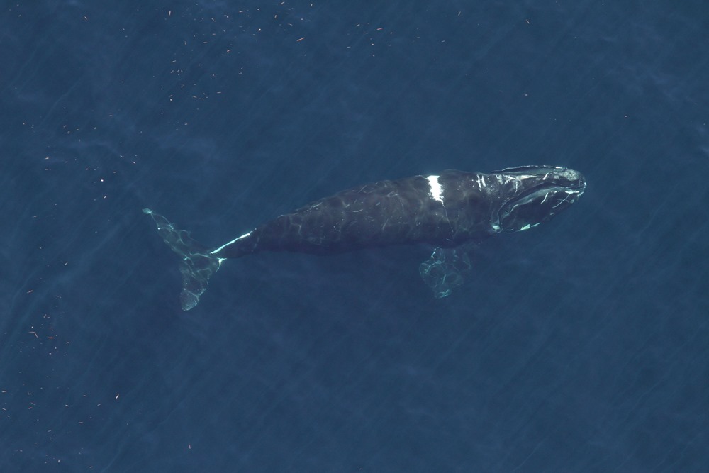 Il ne reste plus que 366 baleines franches de l’Atlantique nord