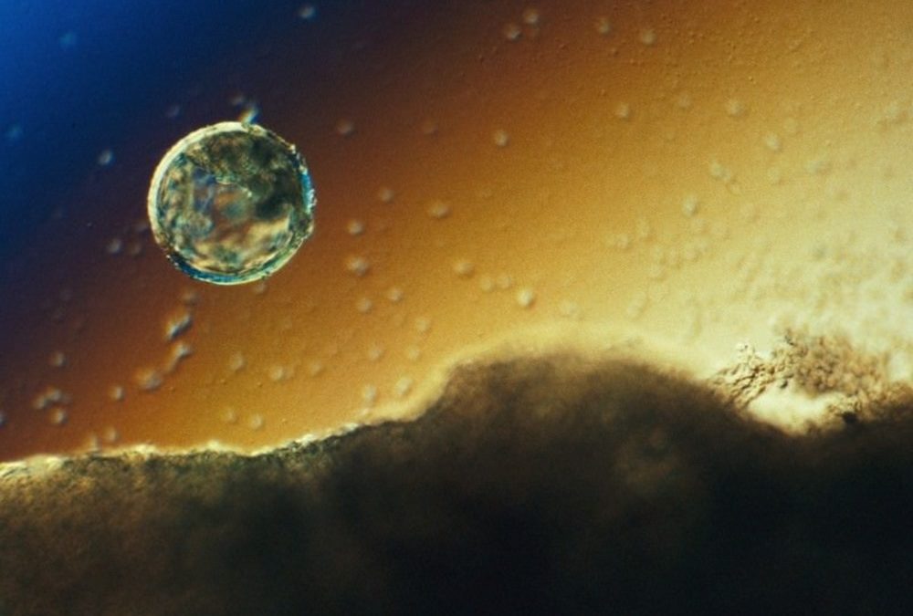 Des cellules de peau utilisées pour produire le premier modèle complet d’embryon humain précoce