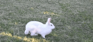 Des lapins en équilibre sur leurs pattes avant aident à déterminer la raison génétique pour laquelle certains animaux sautent