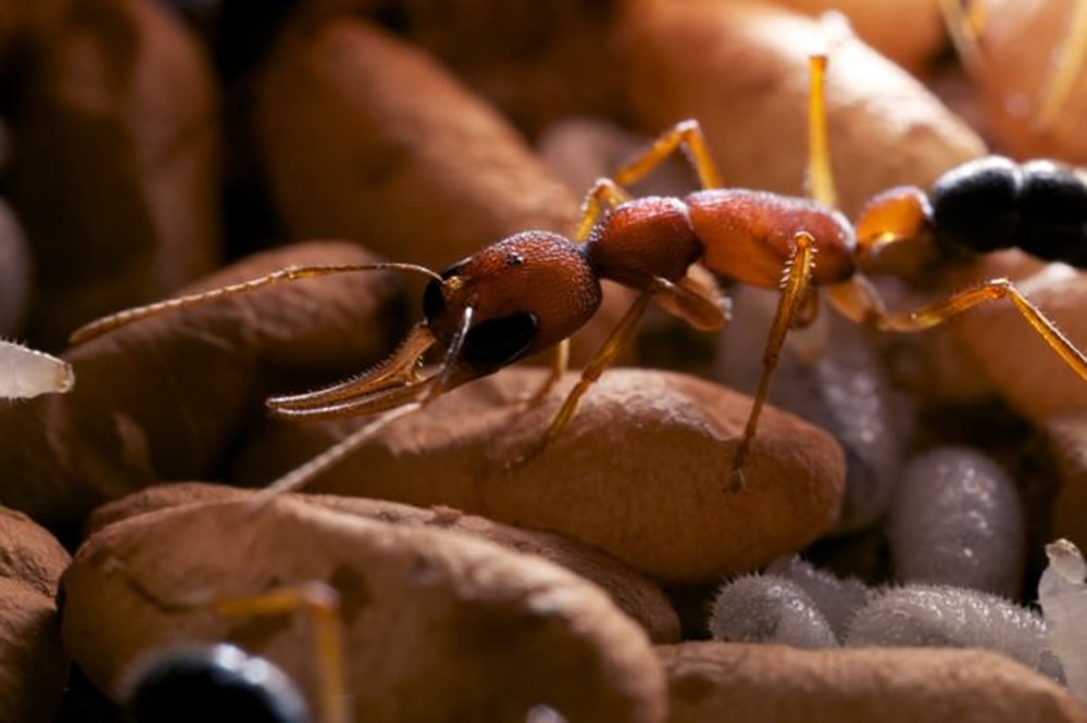 Les fourmis sauteuses indiennes rétrécissent et régénèrent leur cerveau en tentant de devenir la reine de la colonie
