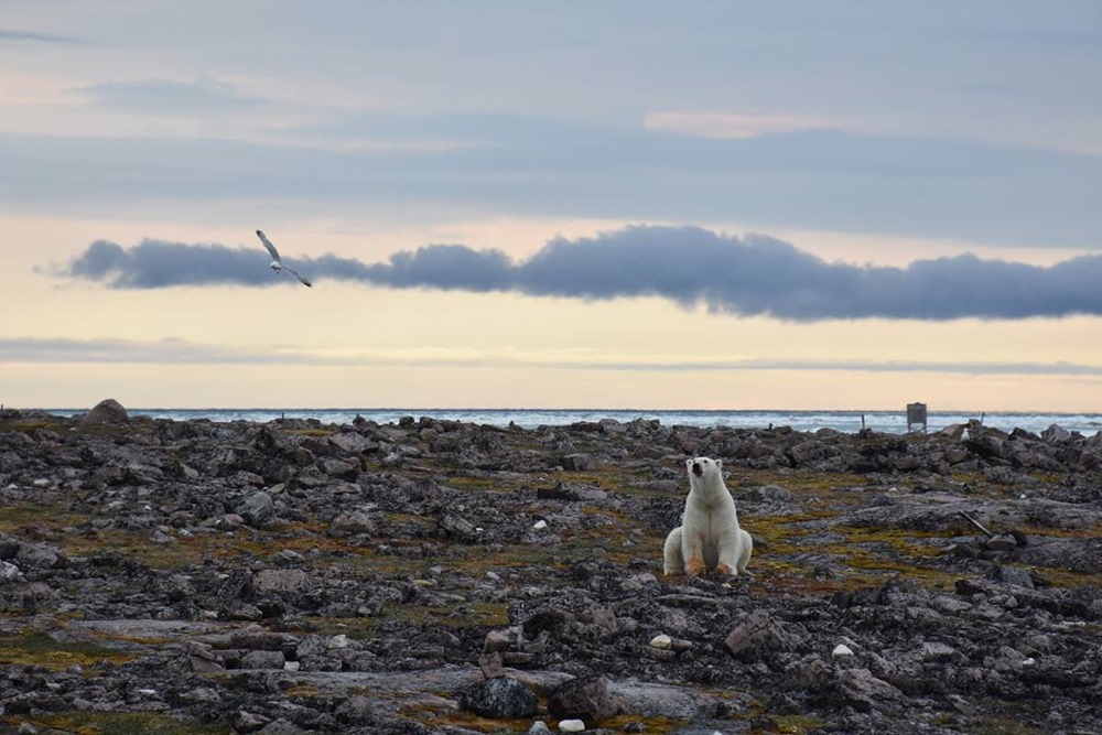 En grande difficulté, les ours polaires se tournent, tant bien que mal, vers les œufs d’oiseaux marins pour se nourrir