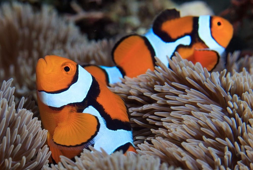 La rapidité avec laquelle les poissons-clowns obtiennent leurs bandes blanches dépend des anémones avec lesquelles ils vivent