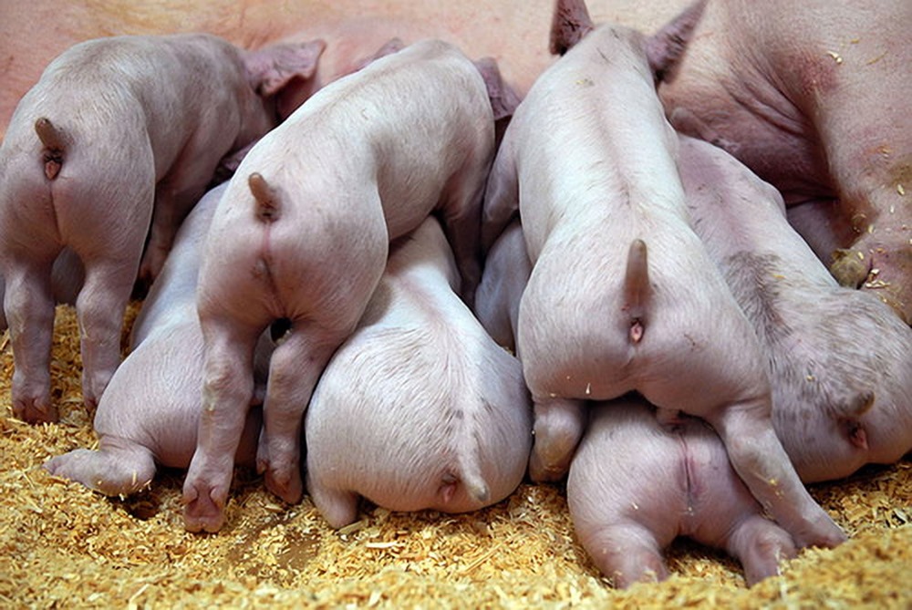 Mauvaise haleine : les cochons et les rongeurs peuvent respirer par leur anus… peut-être l’humain