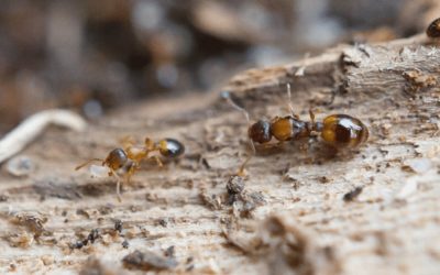 Un parasite confère à des fourmis européennes une jeunesse éternelle… mais à quel prix