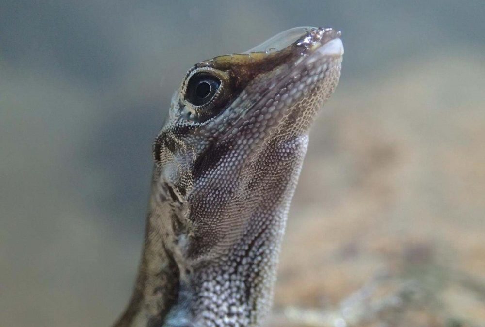 Ces lézards peuvent respirer sous l’eau grâce à des bulles d’air emprisonnées sur leur peau