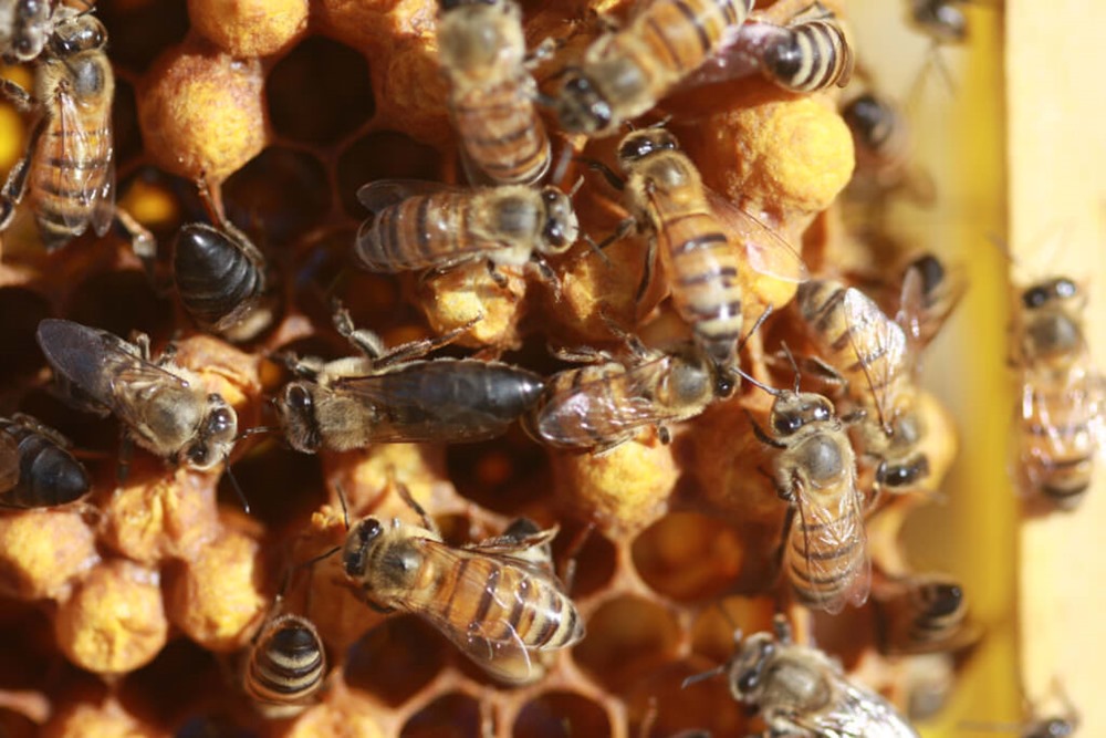 Une seule abeille du Cap a créé des millions de clones d’elle-même, menaçant la survie de la ruche