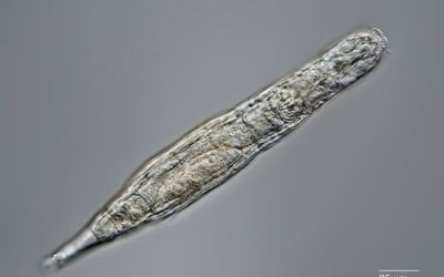 Ces minuscules créatures ont été ressuscitées après 24 000 ans de congélation dans le pergélisol sibérien