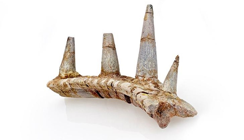 Voici quelques épines externes qui se développaient à partir des côtes du plus ancien ankylosaure