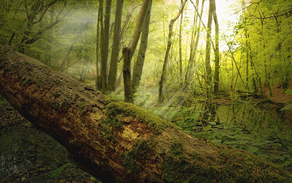Le bois mort libère 10,9 gigatonnes de carbone par an, ce qui ne devrait pas s’arranger avec le changement climatique