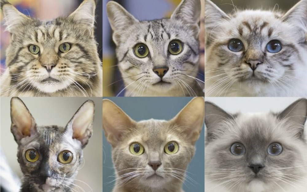 Sept traits de personnalités ont été identifiés chez les chats