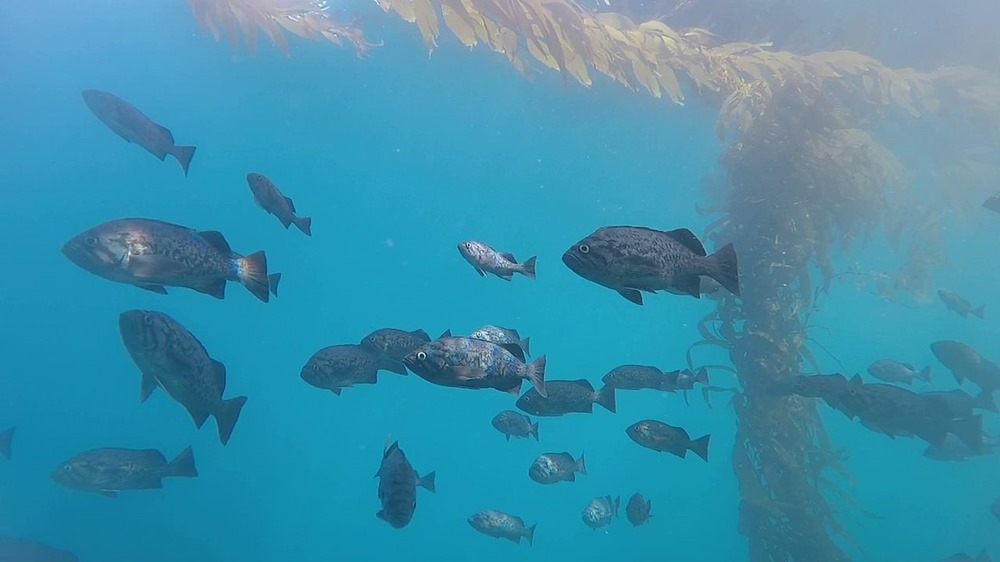 L’oxygène diminue dans les profondeurs des océans, ce qui oblige les poissons à se rapprocher de plus en plus de la surface… qui se réchauffe