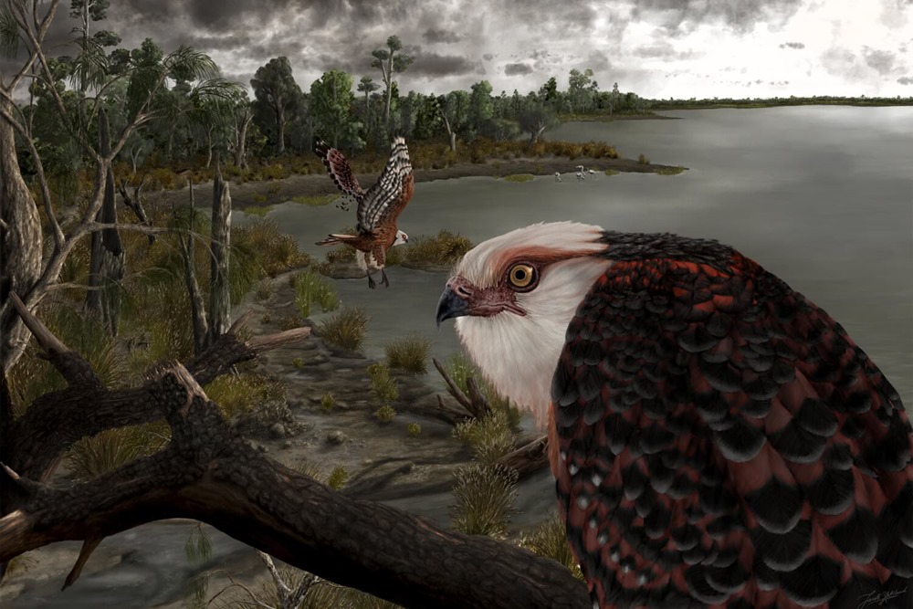 Un fossile vieux de 25 millions d’années ajoute une nouvelle branche à la famille des aigles