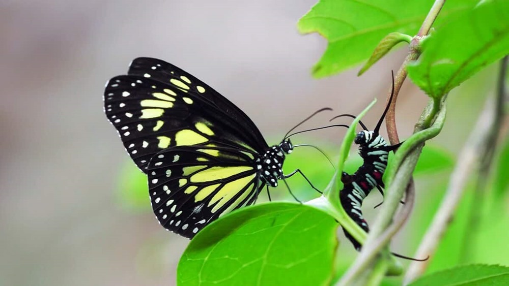 Kleptopharmacophagie ou quand des papillons cannibalisent des membres de leur propre espèce pour plaire aux dames